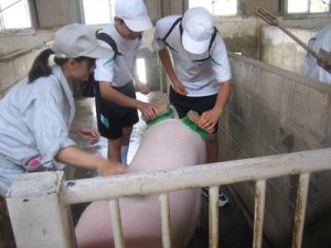 高農１