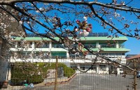 20160328sakura1